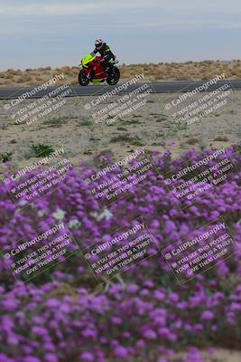 media/Jan-14-2023-SoCal Trackdays (Sat) [[497694156f]]/Turn 14 Exit Bloomig (145pm)/